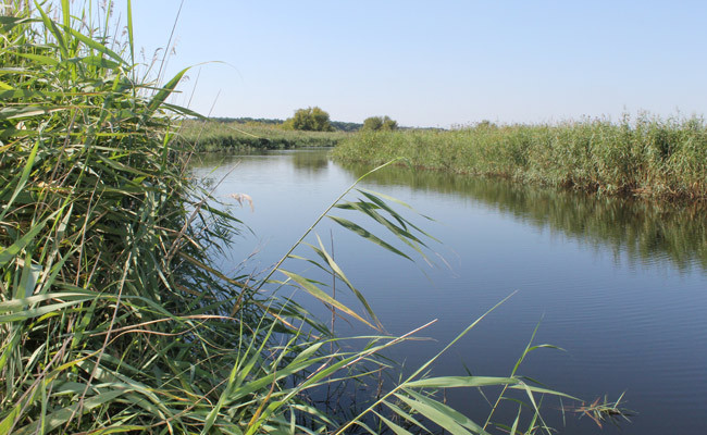 Активисты ОНФ выражают озабоченность состоянием рек в Новоусманском и других районах региона