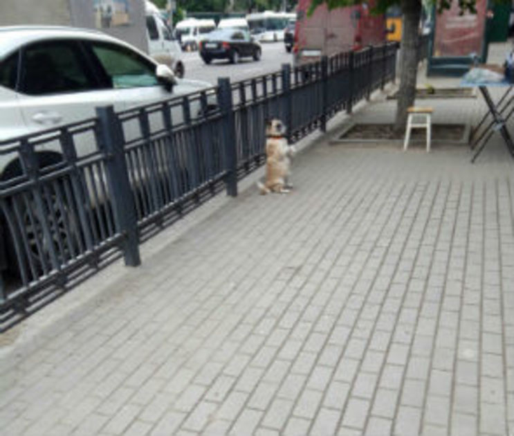 Проспект революции собака. Собаки сфотографированные на рельсах. Хатико из Воронежа дизель.